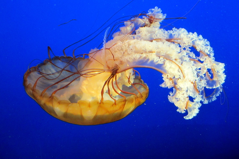 box jellyfish, animal, jellyfish, brown box, wildlife, nature, sea, poisonous, box, blue, swimming Animal, brown, underwater, 4K, Vancouver, sea Life