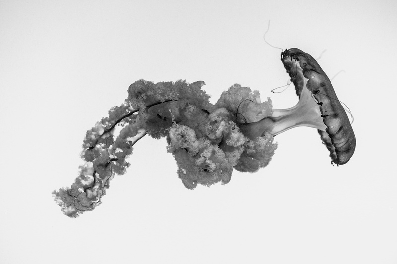jellyfish, copy space, marine, studio shot, white background, indoors, animal body part, box, swimming, animal themes, underwater, greyscale, nature, mammal