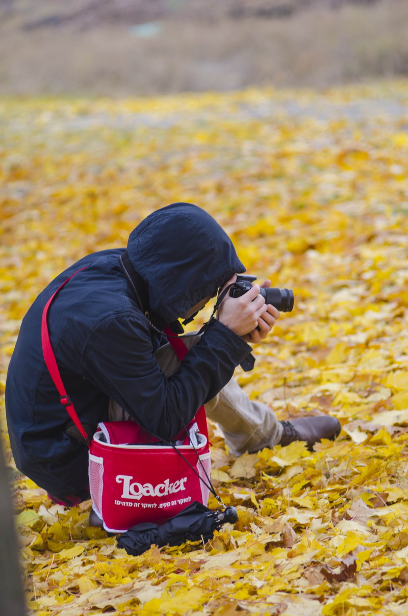 foliage, act, land, fallen foliage, hood - clothing, autumn day, golden autumn, work, photograph, road, field, winter, fall colors, standing, real people