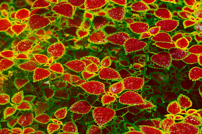 full frame, healthcare and medicine, bacterium, science, biology, microbiology, plant, backgrounds, extreme close-up, Flower, close-up, indoors, growth