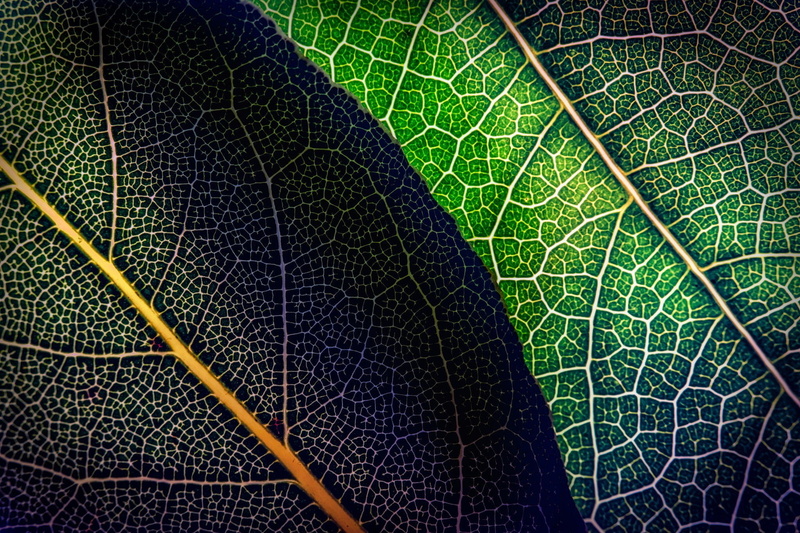 beauty in nature, day, backgrounds, macro, green color, plant part, leaf, nature, plant, no people, textured effect, 1080P, magnification, outdoors, textured