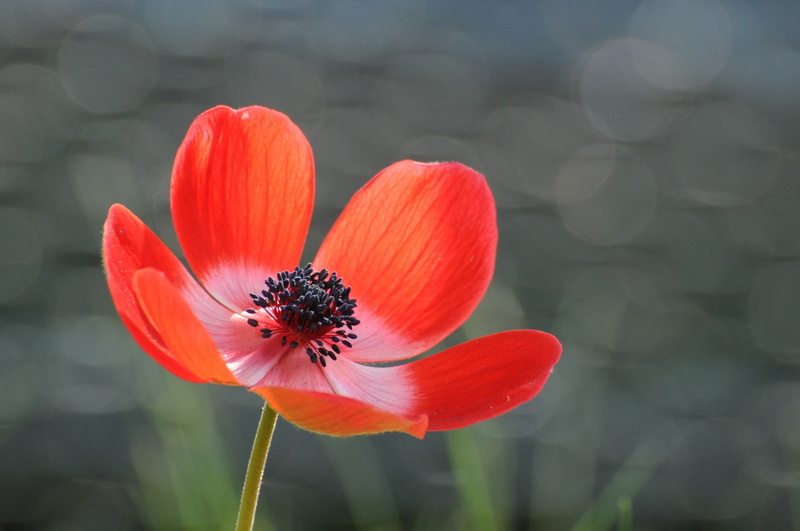 gray, rose, flower, Anemone, glare, 1080P, Red, background