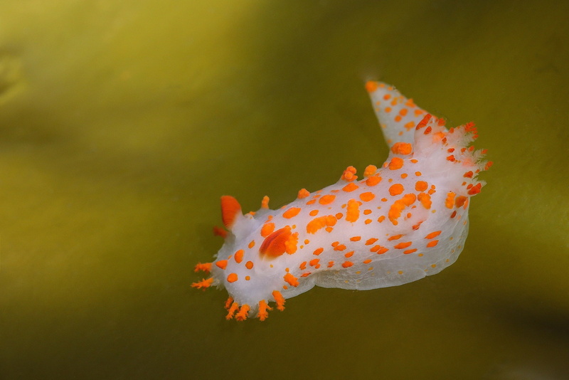 Nudibranchia, beauty in nature, animal wildlife, sea, animal themes, animal, undersea, marine, swimming, orange color, water, one animal, outdoors, nature