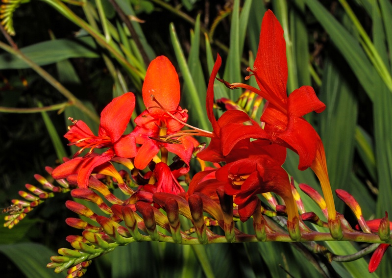 beauty in nature, close-up, fragility, schwertliliengewaechs, no people, oblong, plant part, springtime, focus on foreground, inflorescence, long stems