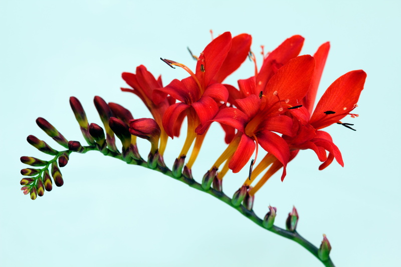 vulnerability, leaf, devil, no people, plant stem, crocosmia, fragility, hell, lucifer, demon, freshness, flower Head, satan, flora, 5K, garden, pollen