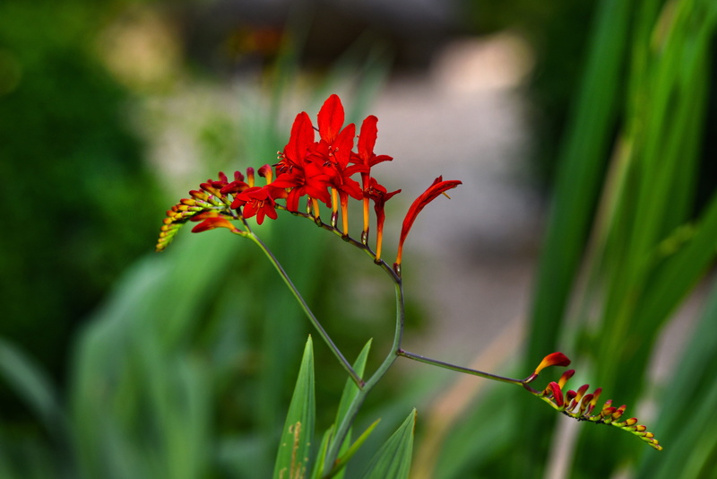 5K, growth, flowering plant, montbretia, shallow, blossom, perennial, freshness, red king, green color, deciduous, focus, focus on foreground, fragility