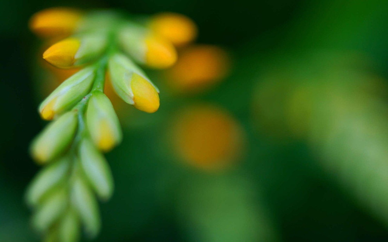 crocosmia, 1080P