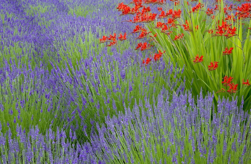 botany, red, purple, plant, Flowers, 1080P, flower, flowerbed, Nature, Lavender, fragility, abundance, beauty in nature, no people, outdoors, flower head