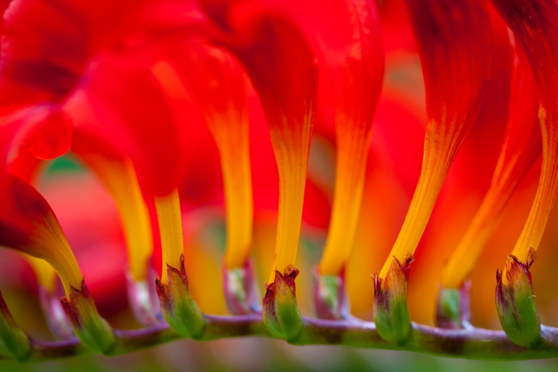 flowers, CROCOSMIA, MONTBRETSIYA, 1080P, red, JAPANESE GLADIOLUS, macro, inflorescence