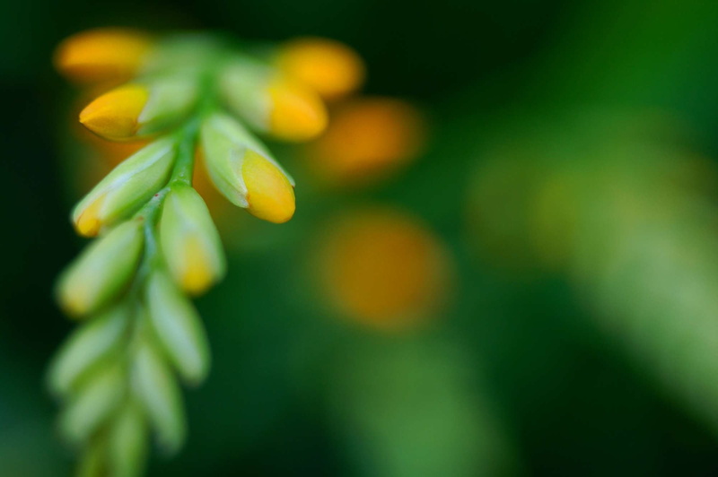 greens, flower, 1080P, Crocosmia