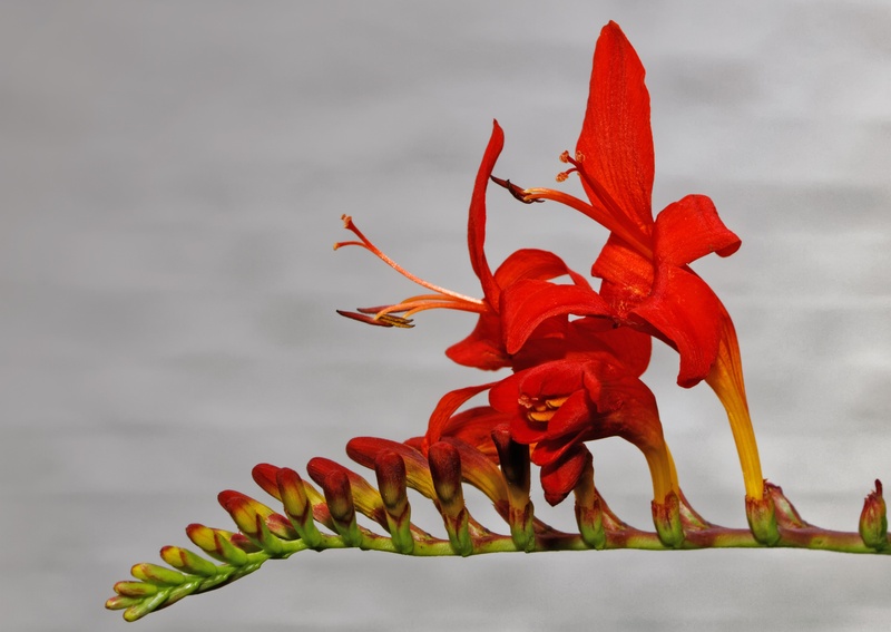 outdoors, nature, close-up, oblong, schwertliliengewaechs, vulnerability, red, stamen, montbretia, blossom, freshness, flowering plant, flower head, petal