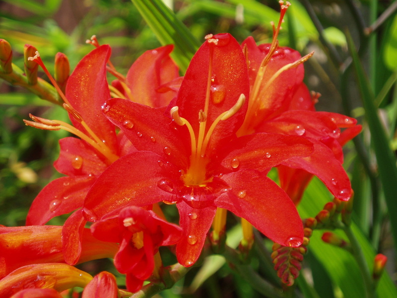 focus on foreground, outdoors, summer flowers, close-up, fresh, summer, beauty in nature, montbretia, flower, raindrop, red, dew, blooming, flowering plant