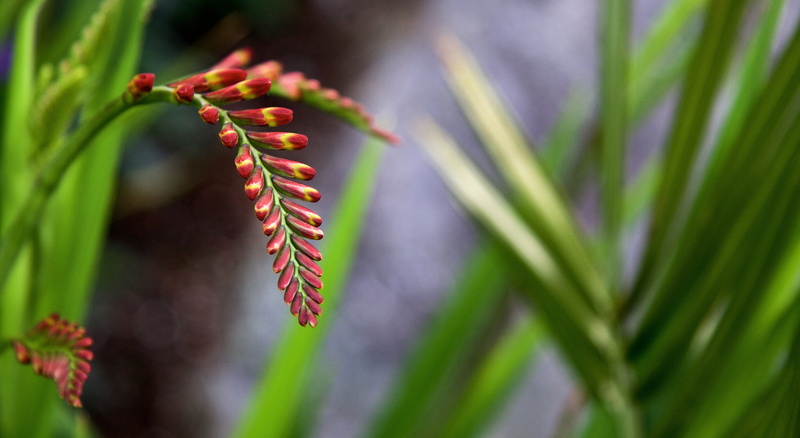 red, 4K, lucifer, Crocosmia, tilt shift lens, shift, tilt, flower, photography, buds, lens