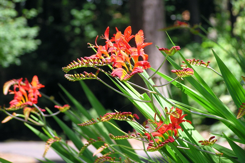 flower Head, vulnerability, nature, petal, freshness, Crocosmia, Iris, focus on foreground, green Color, outdoors, plant, Flower, close-up, day, summer