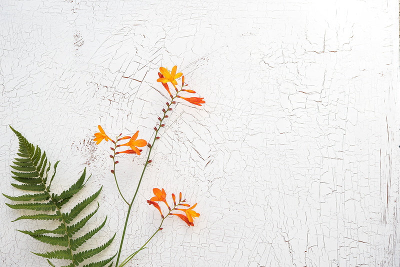leaf, garden montbretia, petal, water, late summer, branch, green, texture, text dom, close-up, crocosmia, copy space, freshness, white, plant, schwertliliengewaechs