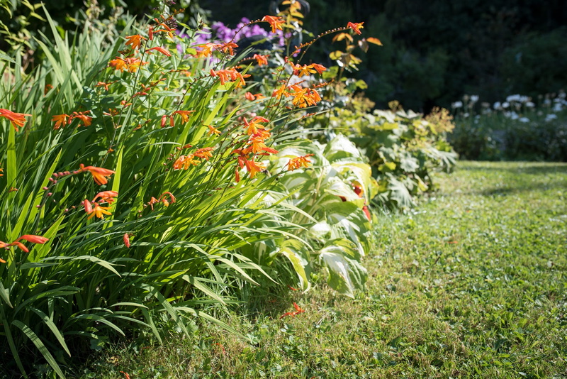 1080P, garden montbretia, sunlight, Nature, beauty in nature, orange flowers, fragility, flowers, crocosmia, field, park, orange, no people, schwertliliengewaechs