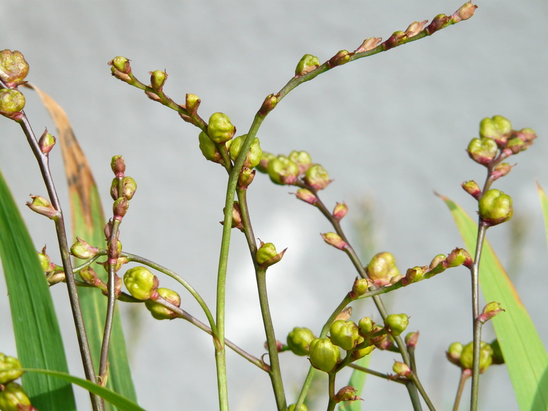 fruit, leaf, Montbretia, iridaceae, food, garden montbretia, perennial border, seeds was, day, nature, discounts, selective focus, branch, plant, food and drink