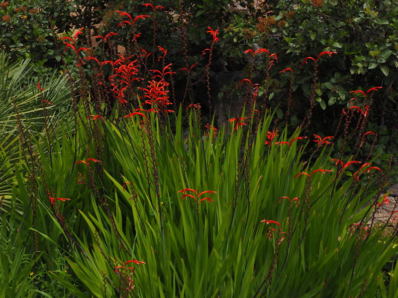 rainforest, garden montbretia, grass, plant, oblong, outdoors, red, foliage, orange, growth, tranquil scene, flowering plant, 4K, montbretia, tepals, beauty in nature