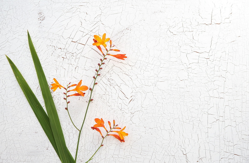 Flower, 2K, fragility, tree, change, orange color, flowering plant, ornamental, leaf, longStems, wall - building feature, Crocosmia, no people, Vintage