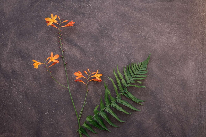 leaf fern, green, maple leaf, green color, plant, blossom, text dom, fern, freshness, high angle view, leaves, crocosmia, vulnerability, plant part, bloom