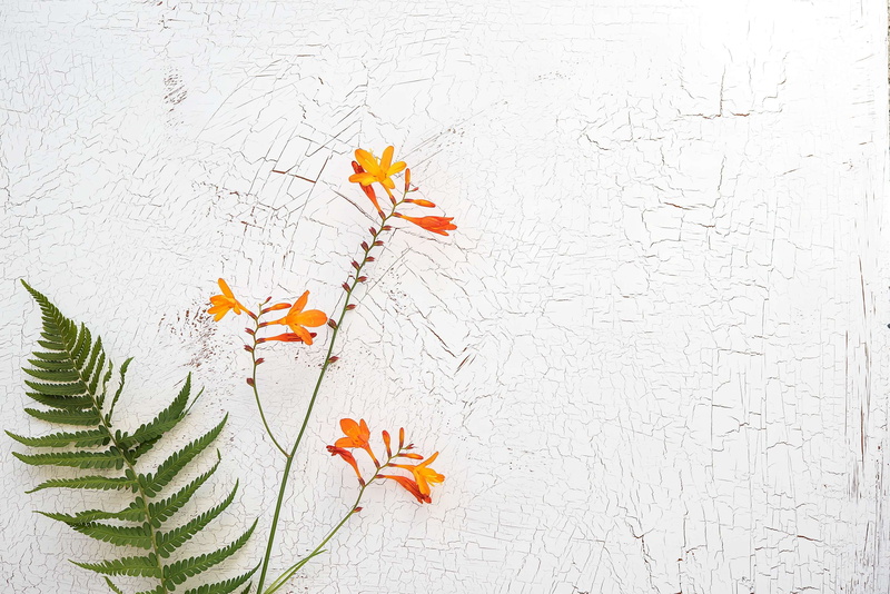 vulnerability, wall - building feature, crocosmia, flowering plant, garden montbretia, nature, texture, copy space, inflorescence, fragility, growth, text dom