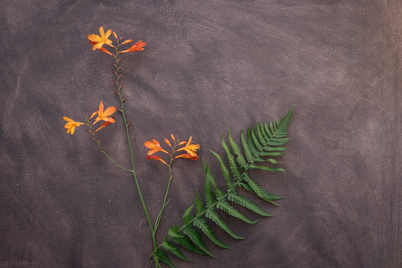 schwertliliengewaechs, directly above, on top, leaf, high angle view, ornamental plant, crocosmia, green color, orange flower, outdoors, flower, long stems
