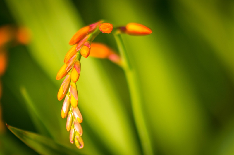 nature, yellow, closeup, orange  flower, canon, plant, photo, 4K, orange, 70d, petaled, garden, close-up, Crocosmia, macro, leaf, green Color, green  leaves