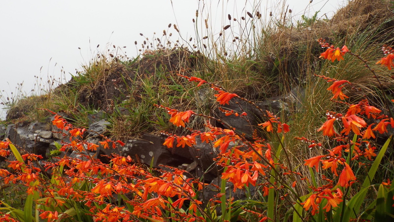 no people, animals in the wild, land, red flowers, beauty in nature, wildflowers, animal themes, orange color, montbretia, red, growth, environment, west coast ireland