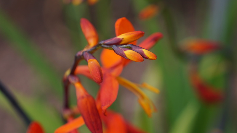 focus on foreground, close-up, montbretia, orange color, flowering plant, plant, nature, flowers, vulnerability, freshness, garden, day, macro, flower