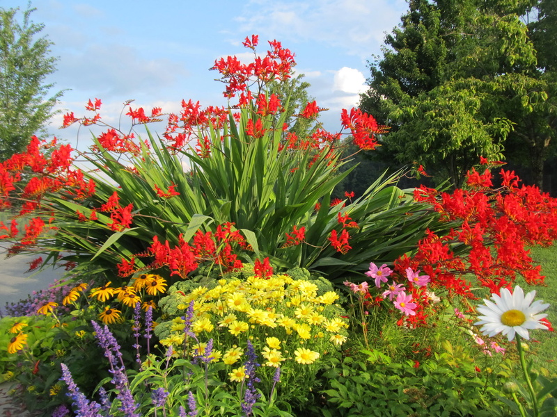 beauty in nature, green color, sky, red, flower head, flowers, flower, day, crocosmia, vulnerability, outdoors, Bush, growth, inflorescence, flowerbed
