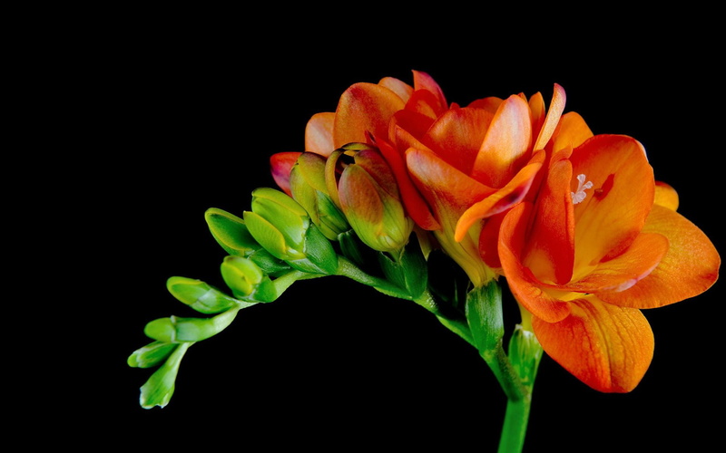 Flower, Flowers, Earth, Freesia, 1080P, Orange Flower