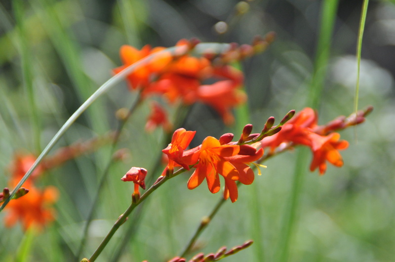 inflorescence, flowering plant, botany, plant, Montbretia, close-up, pollen, Orange, petal, perennial border, fragility, beauty in nature, vulnerability