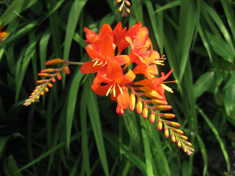 flower head, close-up, fragility, nature, orange color, pollen, freshness, flower, growth, plant, vulnerability, flowering plant, crocosomia, flora, leaf