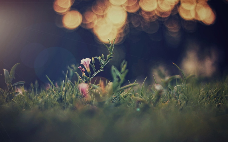 grass, decoration, copy Space, defocused, meadow, flower, springtime, surface level, yellow, freshness, beauty In Nature, leaf, easter, close-up, blade of grass