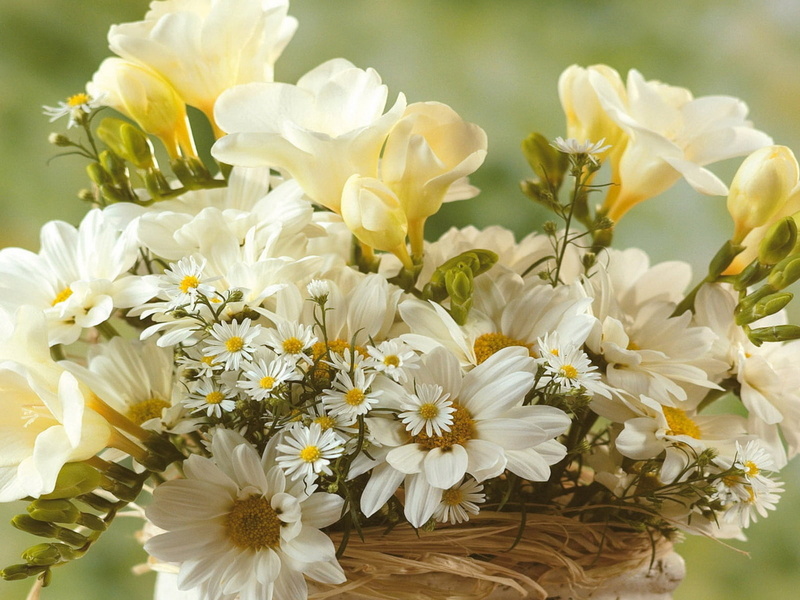 day, petal, yellow, white, 720P, flower, flower arrangement, focus on foreground, nature, inflorescence, chamomile, flowers, flower head, vulnerability