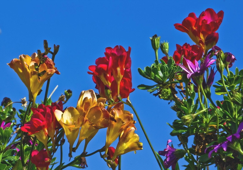 flowers, inflorescence, flower, season, freesia, vulnerability, yellow, close-up, multi Colored, fragility, vibrant Color, flowerbed, beauty In Nature