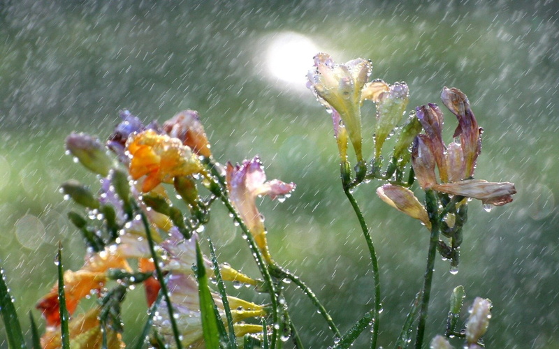 vulnerability, wet, raindrop, flower Head, freesia, green Color, color, day, outdoors, macro, flowers, drop, yellow, flower, blossom, growth, summer, flowering plant