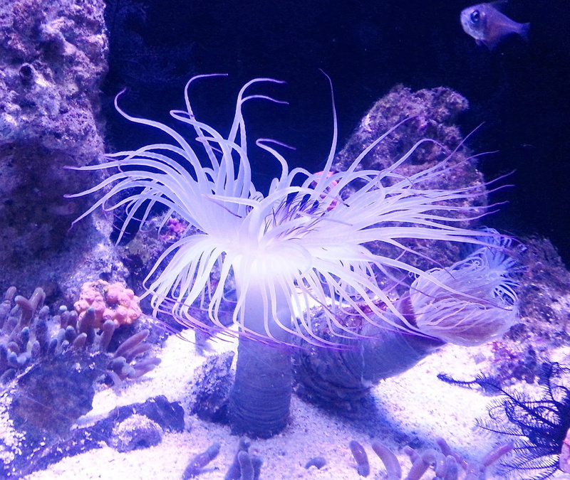 sea life, diving, purple, animal wildlife, tank, anemone, animals in the wild, swimming, group of animals, marine, nature, aquarium, beautiful, water, undersea