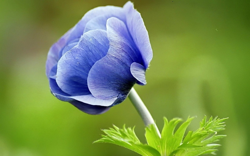 macro, no People, petal, flower, freshness, fragility, botany, single Flower, summer, blue, beauty In Nature, leaf, green background, season, 720P, blossom