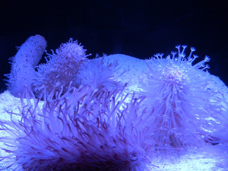 tokyo solamachi, animal, ecosystem, no people, close-up, sumida aquarium, sea life, sea anemone, aquarium, 1080P, marine, nature, beauty in nature, tank