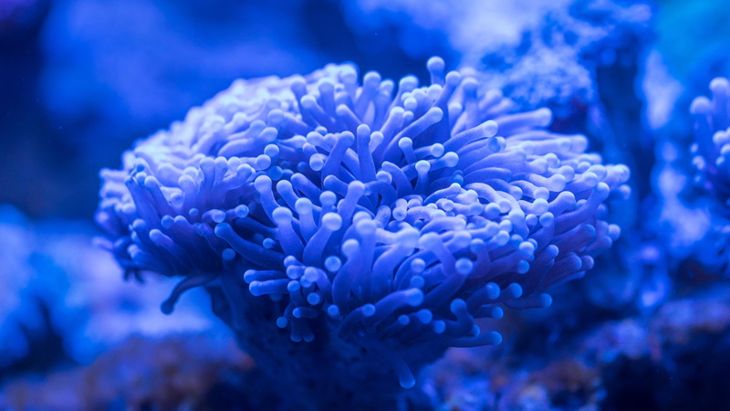 beauty in nature, nature, animal, underwater, sea, invertebrate, water, no people, aquatic, anemone, animals in the wild, sea life, close-up, blue, ecosystem