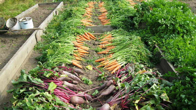 food, day, nature, healthy eating, ground, carrot, variation, vegetable, agriculture, plant, choice, elitexpo, green color, growth, large group of objects
