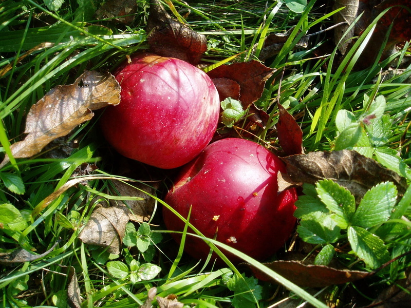 close-up, plant part, grass, red, green color, plant, root vegetable, high angle view, food and drink, common beet, vegetable, growth, no people, fruit