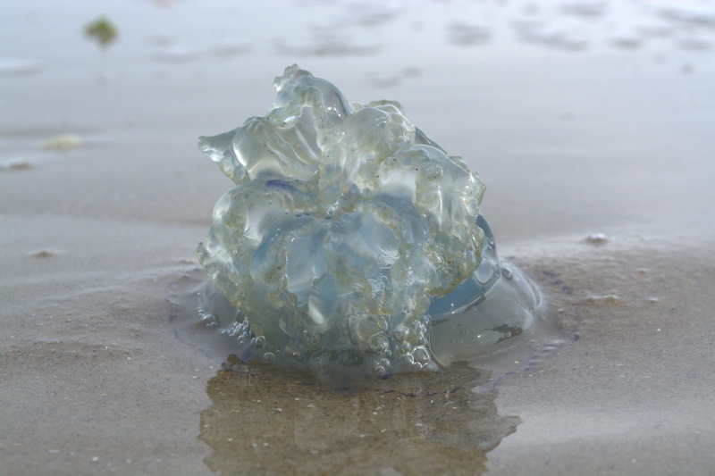 summer, close-up, melting, salt water, purity, jellyfish, blue, crystal, cauliflower jellyfish, no people, frozen, sea, water, selective focus, stinging cells