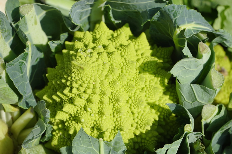leaf, healthy, close, green color, vitamins, photo, plant part, broccoli, vegetable, vegetable garden, cauliflower, brassica oleracea, green, healthy eating