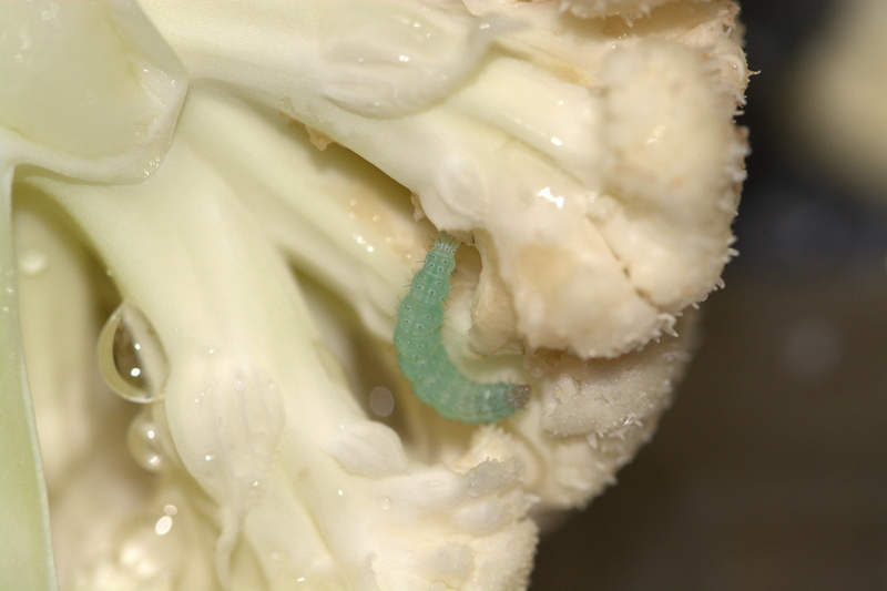 5K, indoors, pest, frozen food, sweet food, no people, snack, close-up, ready-to-eat, leafes, caterpillar, still life, food and drink, cauliflower, eat