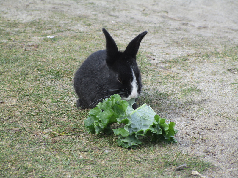 animal wildlife, produce, day, herbivorous, plant, one animal, domestic, domestic cat, food, canine, green color, domestic animals, rodent, cat, vertebrate