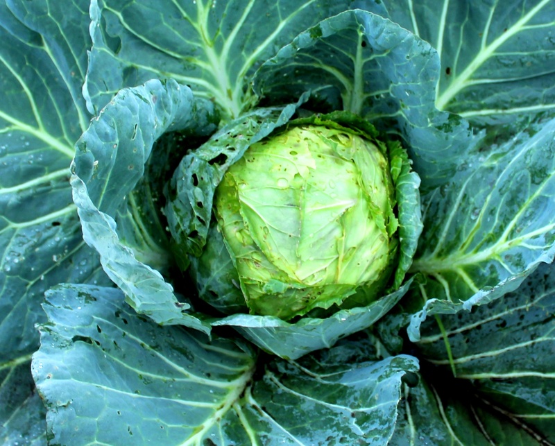 cauliflower, sayuran, agriculture, cabbage, vegetable, 2K, close-up, fresh, bunga kol, backgrounds, leaf, plant part, healthy Eating, food and drink, plant