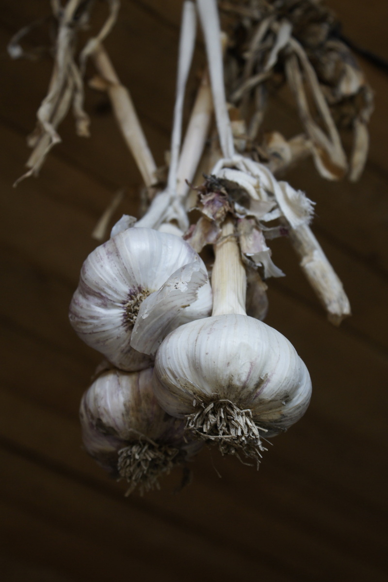 white color, garlic bulb, freshness, health, food and drink, fast, still life, ingredient, appetizer, preparation, selective focus, dry, garlic, kitchen