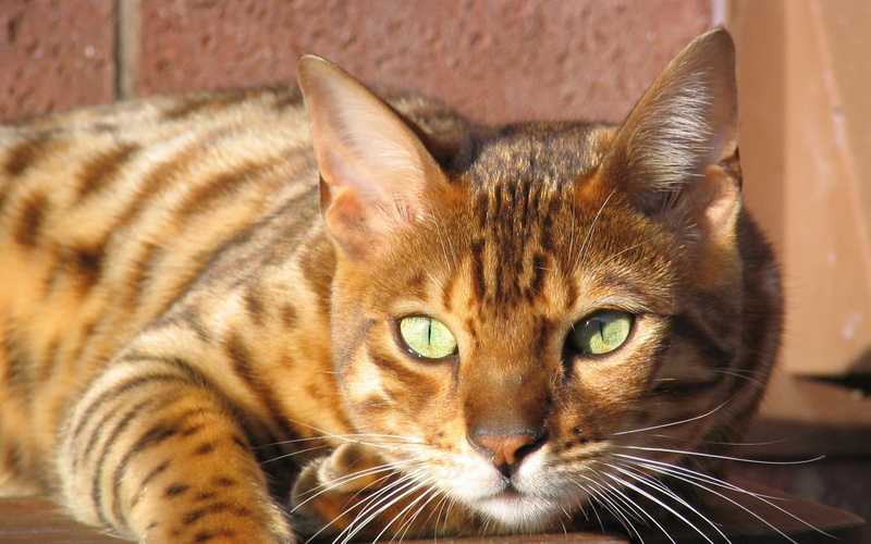1080P, bengal cat, bengal, big, grown, beautiful, cat